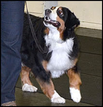 ldta public class obedience photo